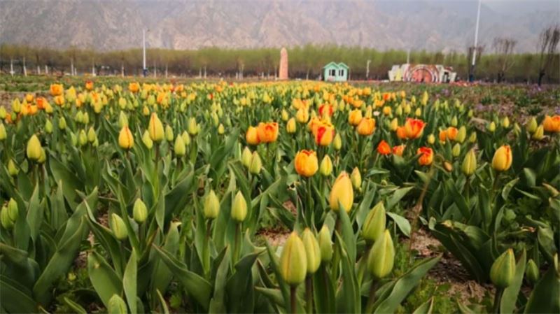 恰似相逢花盛開(kāi)，七彩大地邀您共賞郁金香花海